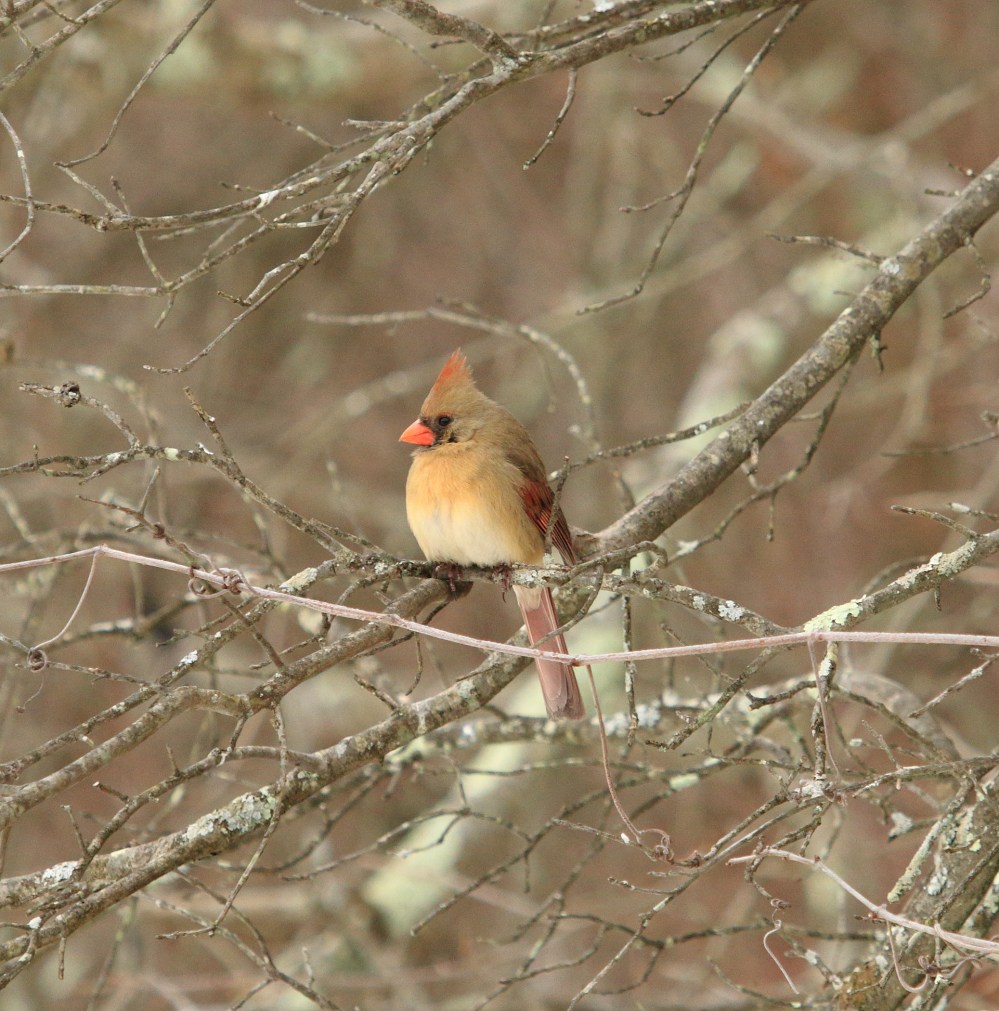femalecardinal.JPG