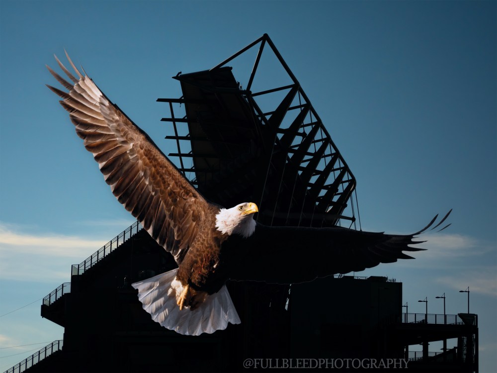 eagleFINALNOWATERMRK.jpg