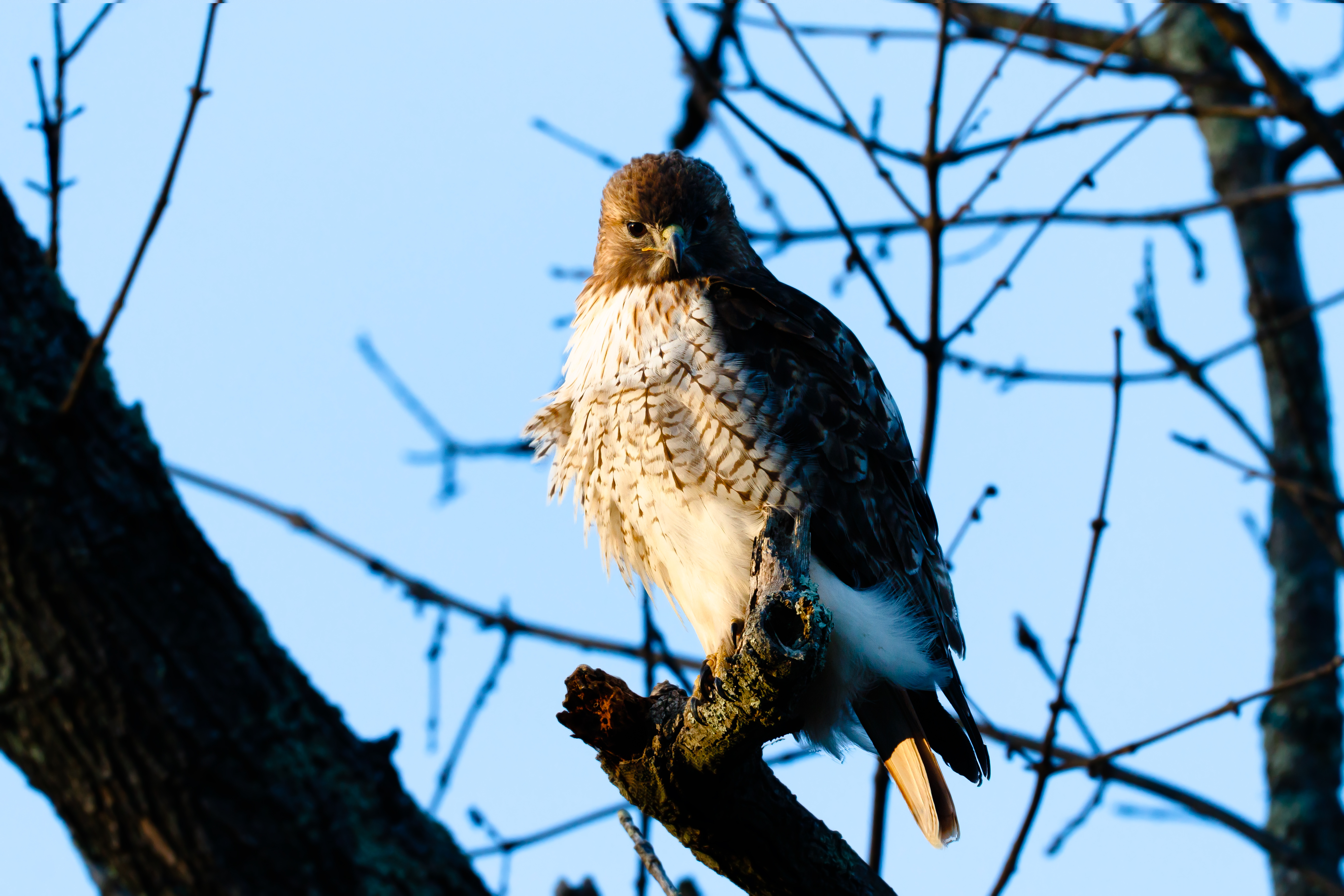 red tail motown march 2017